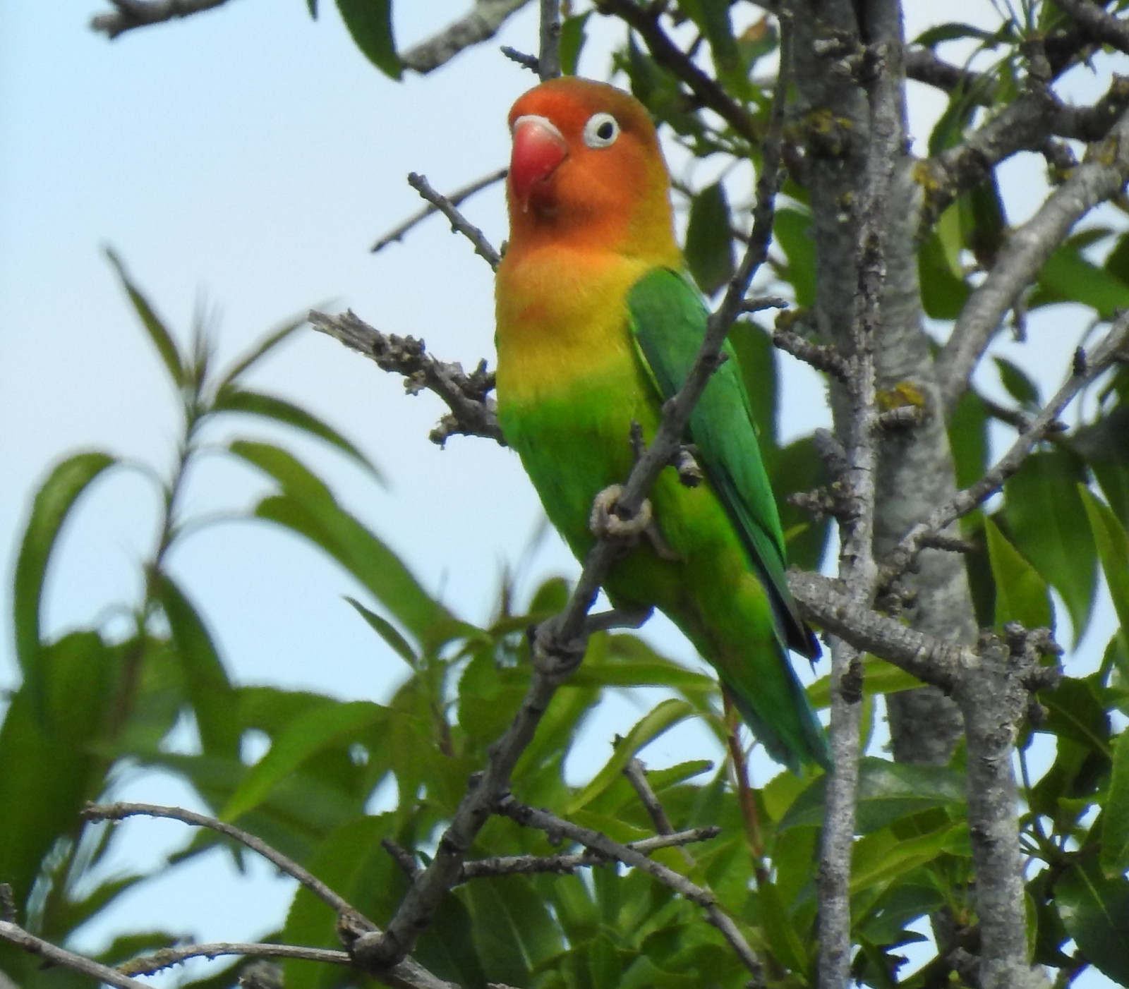 image Fischer's Lovebird
